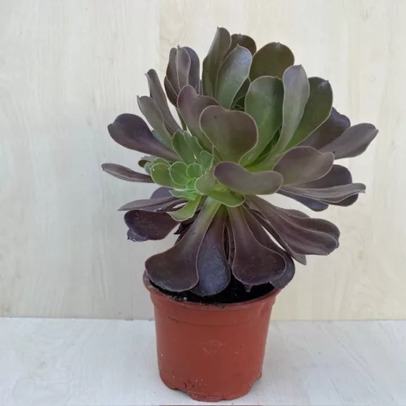 Aeonium 'Velour' Aeonium 'Velour'