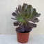 Aeonium 'Velour'