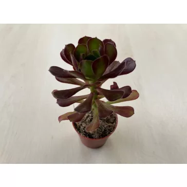 Aeonium arboreum