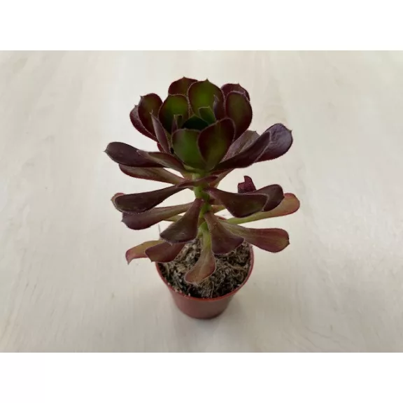 Aeonium arboreum