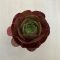 Aeonium 
