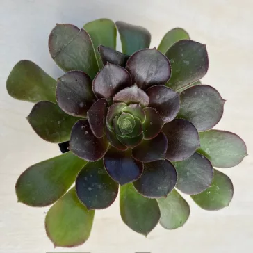 Aeonium arboreum