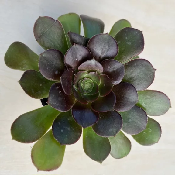 Aeonium arboreum Aeonium arboreum