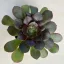Aeonium arboreum