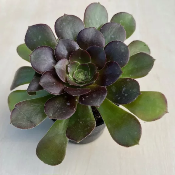 Aeonium arboreum Aeonium arboreum
