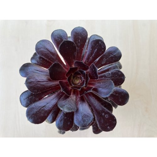 Aeonium arboreum 