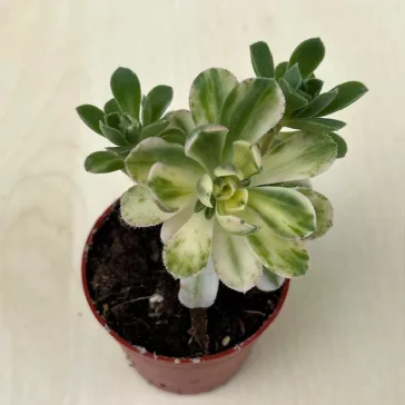Aeonium Castello