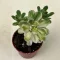 Aeonium Castello