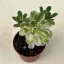 Aeonium Castello