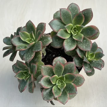 Aeonium haworthii 