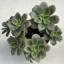 Aeonium haworthii 