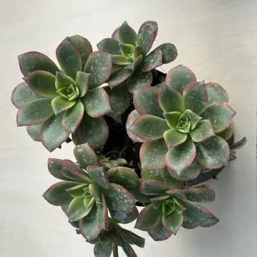 Aeonium haworthii 
