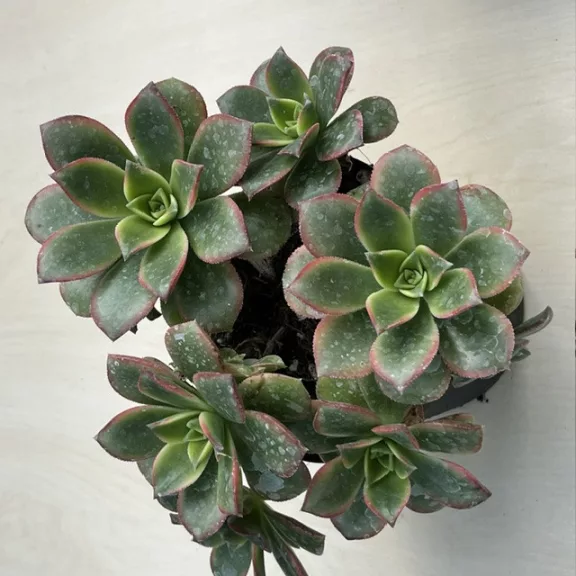 Aeonium haworthii 