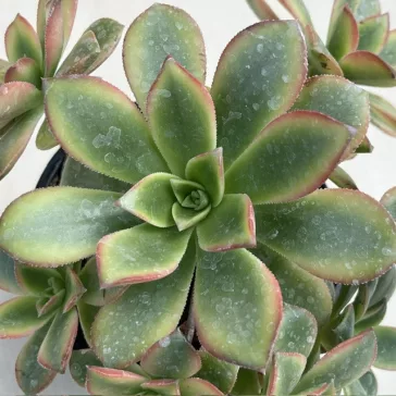 Aeonium haworthii 