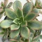Aeonium haworthii 