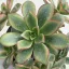 Aeonium haworthii 
