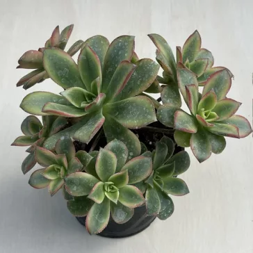 Aeonium haworthii 