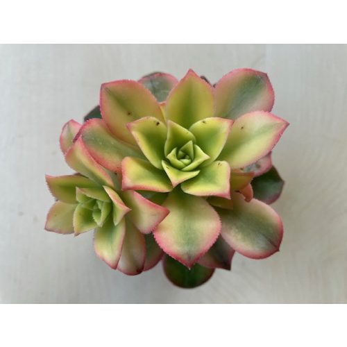 Aeonium haworthii 