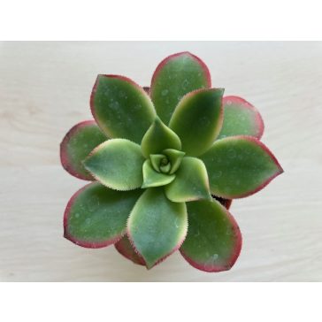 Aeonium haworthii 'Kiwi'