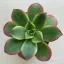 Aeonium haworthii 'Kiwi'