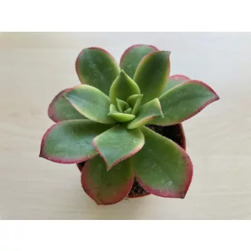 Aeonium haworthii 'Kiwi'