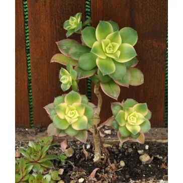 Aeonium haworthii 'Kiwi'