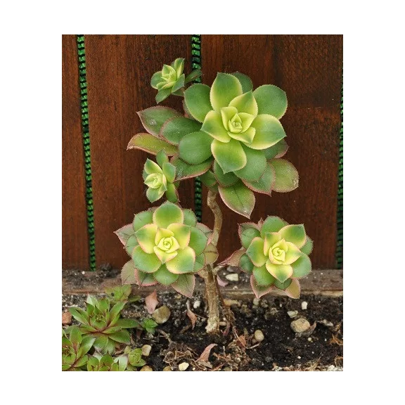 Aeonium haworthii 'Kiwi'