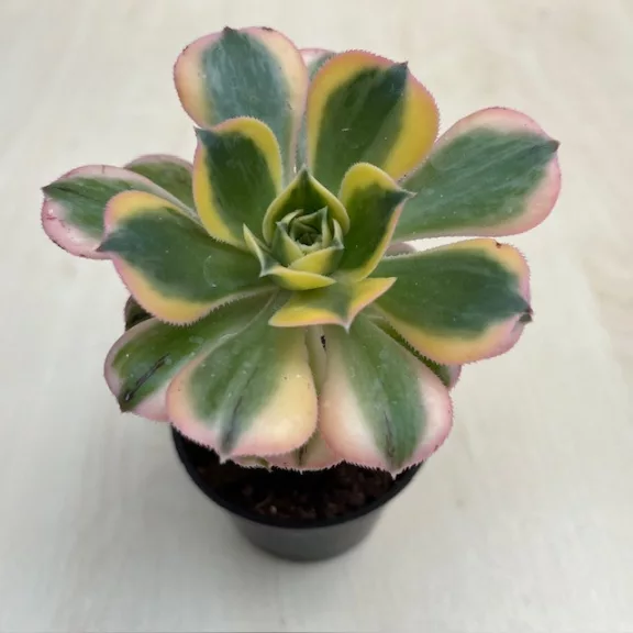 Aeonium cv. Sunburst