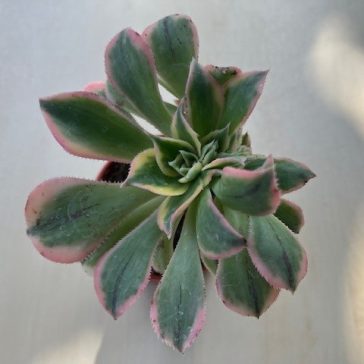 Aeonium cv. Sunburst cristatum