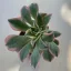 Aeonium cv. Sunburst cristatum