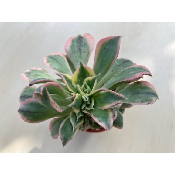 Aeonium cv. Sunburst cristatum