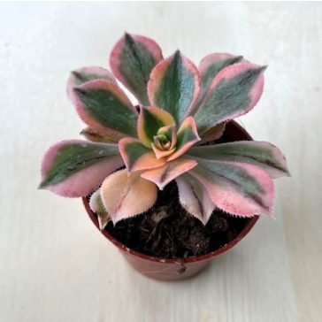 Aeonium cv. Sunburst