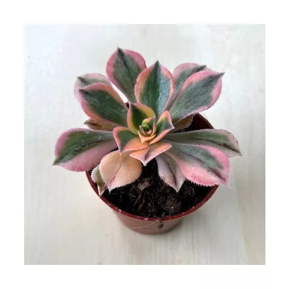 Aeonium cv. Sunburst Aeonium cv. Sunburst