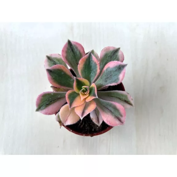 Aeonium cv. Sunburst Aeonium cv. Sunburst