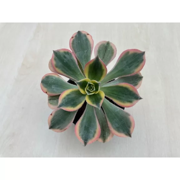 Aeonium cv. Sunburst Aeonium cv. Sunburst