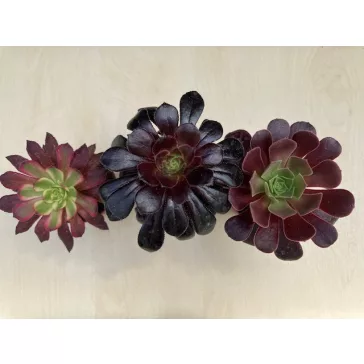 Aeonium arboreum (1 pc)