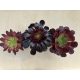 Aeonium arboreum (1 pc)