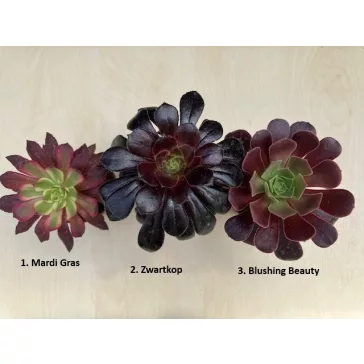 Aeonium arboreum (1 pc)