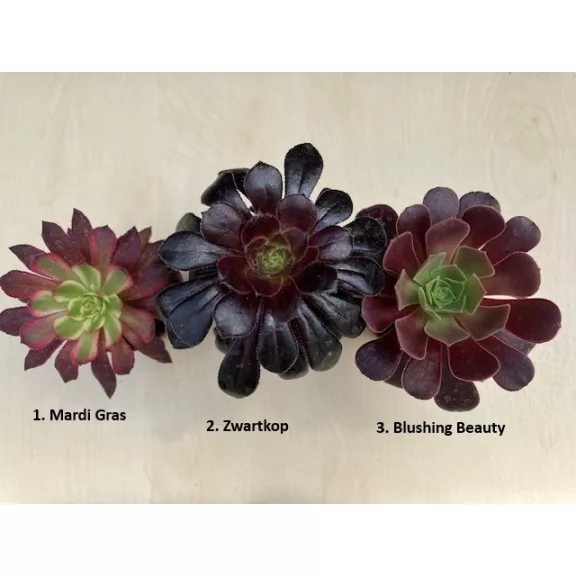 Aeonium arboreum (1 pc)