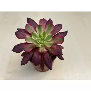 Aeonium arboreum (1 pc)