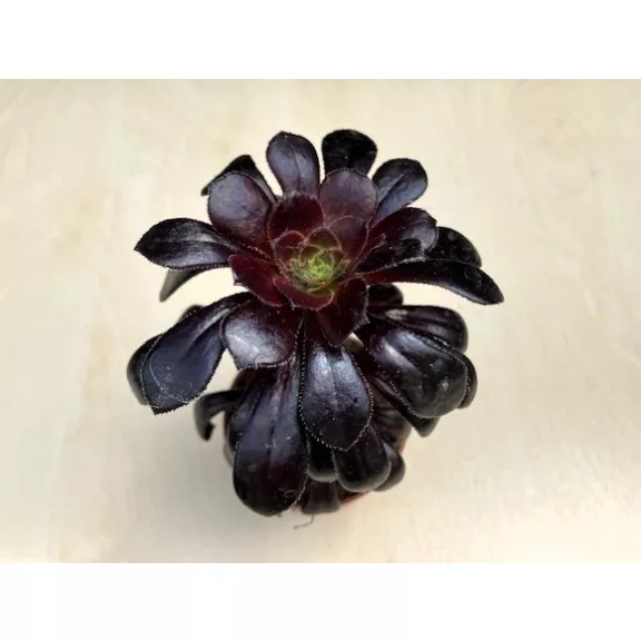 Aeonium arboreum (1 pc)