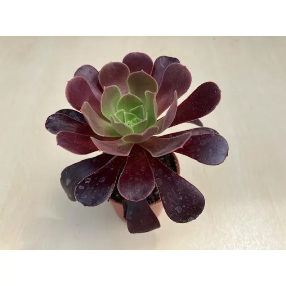 Aeonium arboreum (1 pc)