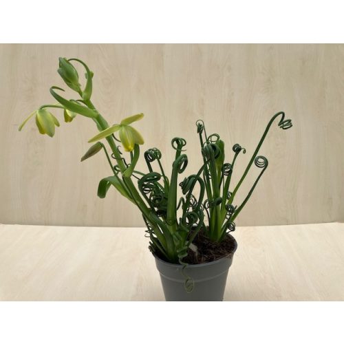 Albuca spiralis 