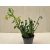 Albuca spiralis
