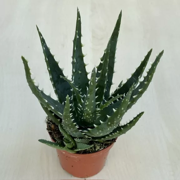 Aloe arborescens 'Bora' Aloe arborescens 'Bora'
