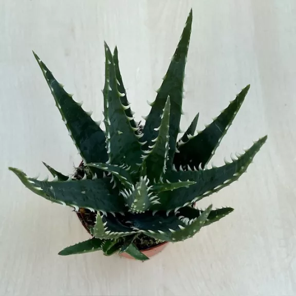 Aloe arborescens 'Bora' Aloe arborescens 'Bora'