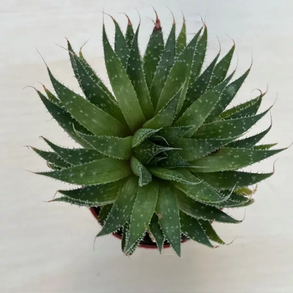 Aloe aristata Aloe aristata