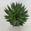 Aloe aristata