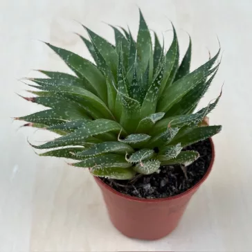 Aloe aristata