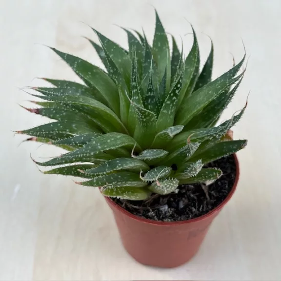 Aloe aristata Aloe aristata
